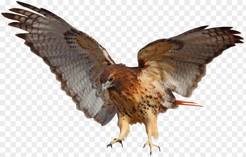 Hawk Red Tailed Red-tailed Stock Photography Falcon Eagle PNG