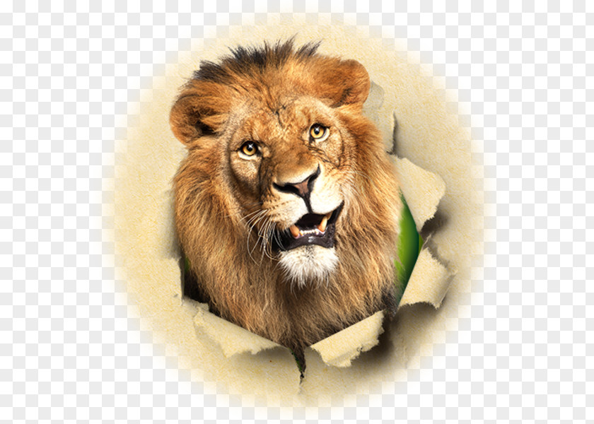 Herberstein Zoo East African Lion Sticker Roar PNG