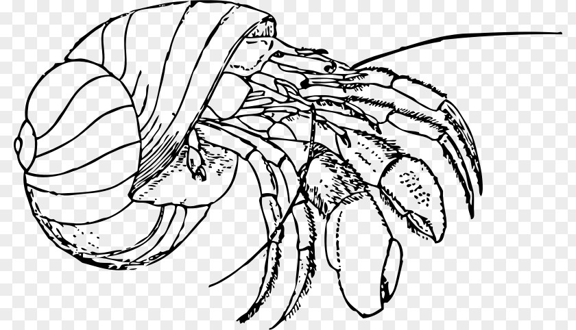 Hermit Crab Coloring Book Drawing Clip Art PNG