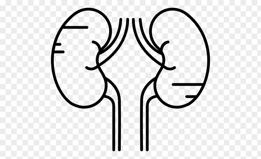 Kidney Human Body PNG