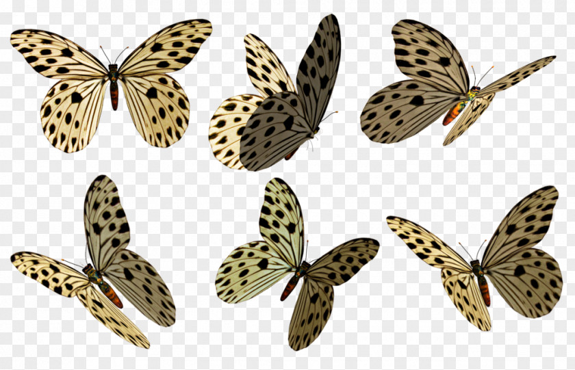 Butterfly Moth Art Stock Owl Butterflies PNG