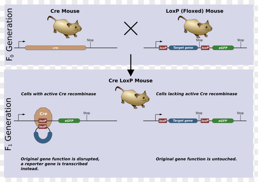 Experiment Cre-Lox Recombination Cre Recombinase Gene Knockout Genetic PNG