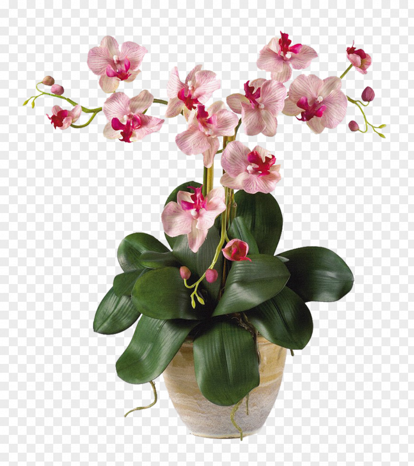 Flower Pot Moth Orchids Artificial Plant Stem PNG