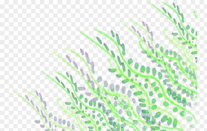 Mossbacked Tanager Plant Stem Leaf Grasses Animated Film PNG