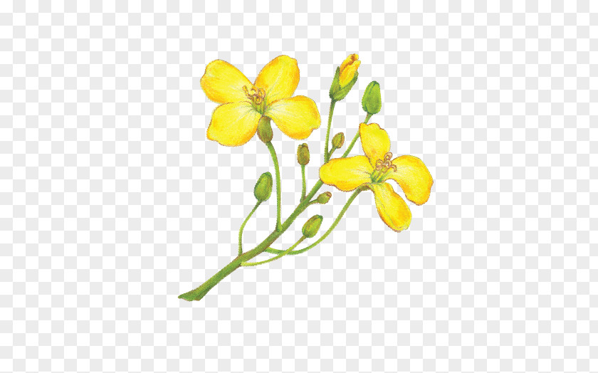 Oil Canola Rapeseed Organic Food Olive PNG