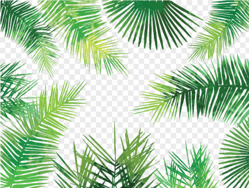 Palm Leaves Asian Palmyra Arecaceae Palm-leaf Manuscript Tree PNG