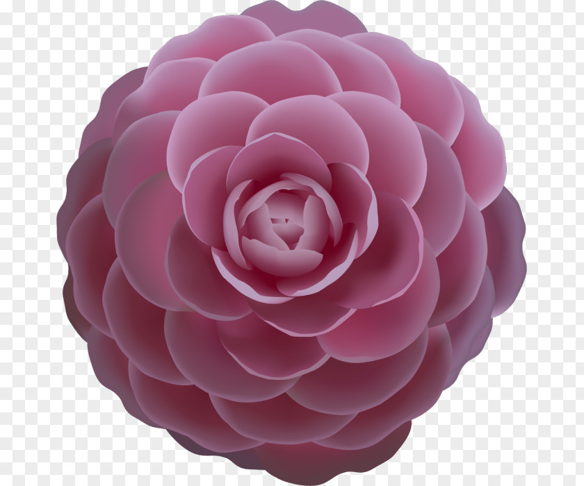 Rose Vector Camellia Clip Art PNG