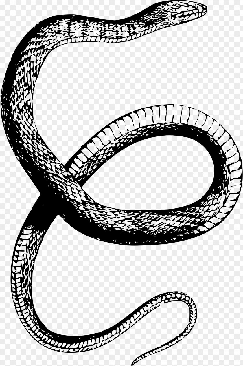 Snakes Snake Drawing Clip Art PNG