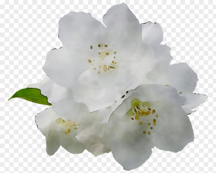 ST.AU.150 MIN.V.UNC.NR AD Cherry Blossom Rose Cherries PNG
