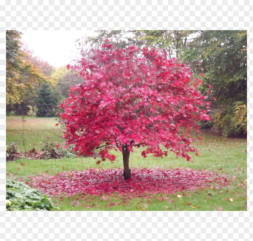Acer Palmatum Thunb Japanese Maple Red Tree Garden Green PNG