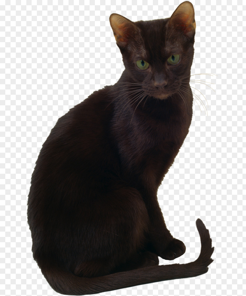 Bombay Cat Korat Havana Brown Oriental Shorthair Burmese PNG