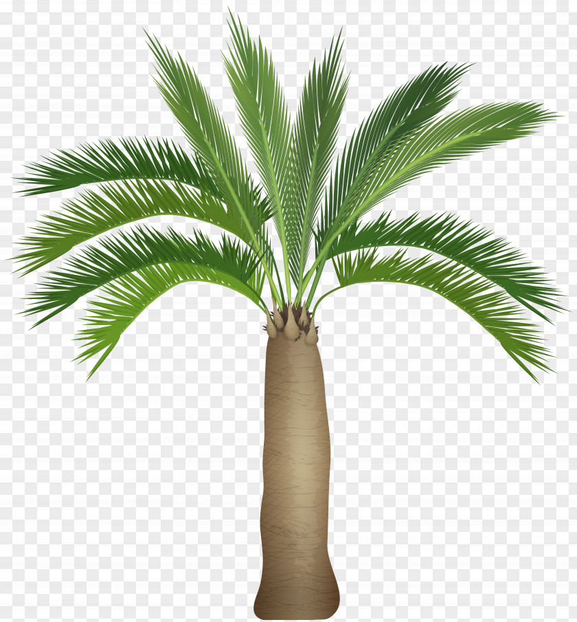 Palm Tree Clip Art Image Arecaceae PNG