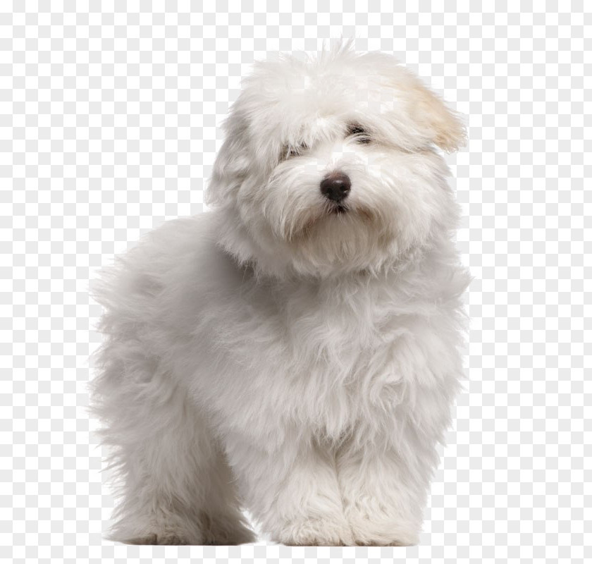Puppy Coton De Tulear Toliara Maltese Dog Bolognese PNG
