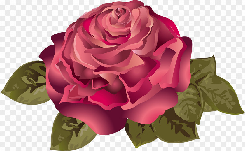 Rose Garden Roses Still Life: Pink Flower Rosaceae Rosa Chinensis PNG