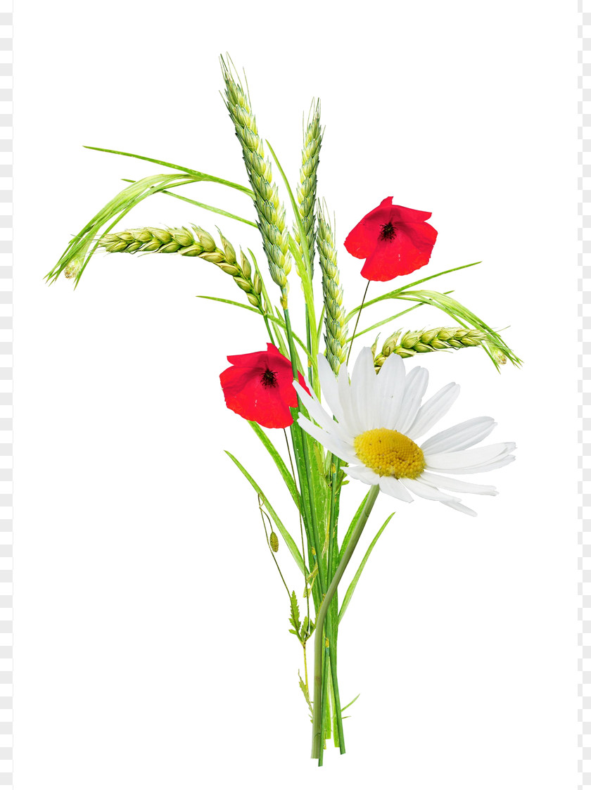 Flower Drawing Image Clip Art PNG