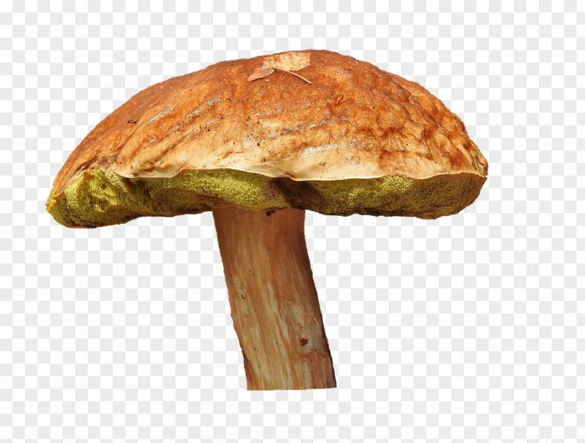 Mushroom Edible Penny Bun Fungus Bay Bolete PNG