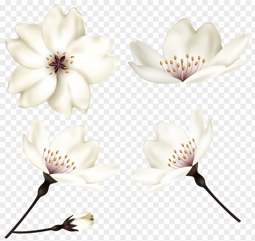 Spring Flowers Still Life Photography Cut Petal PNG