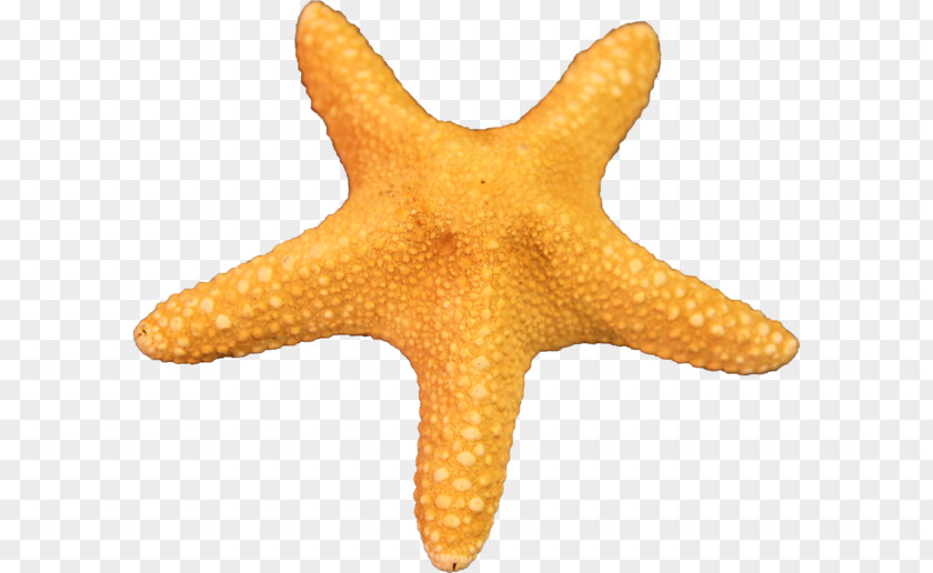 Starfish Free Image Clip Art PNG