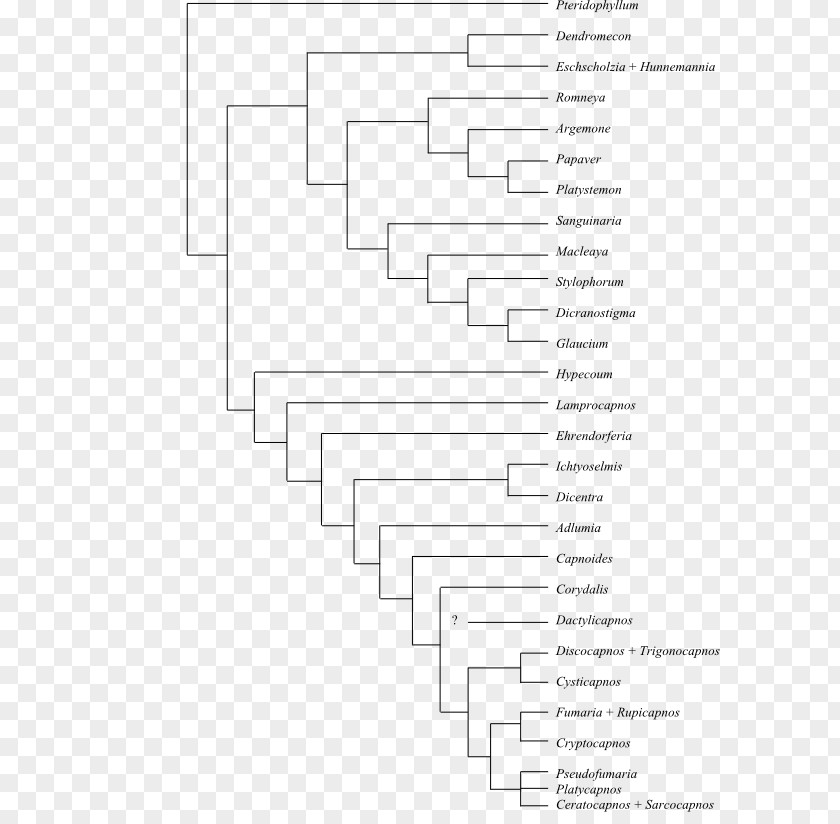 Boabab Phylogenetic Tree Phylogenetics Cladogram Synapomorphy And Apomorphy Bloodroot PNG