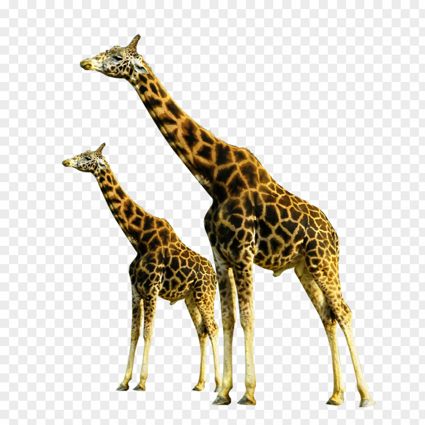 Giraffe Wildlife Soil Neck PNG