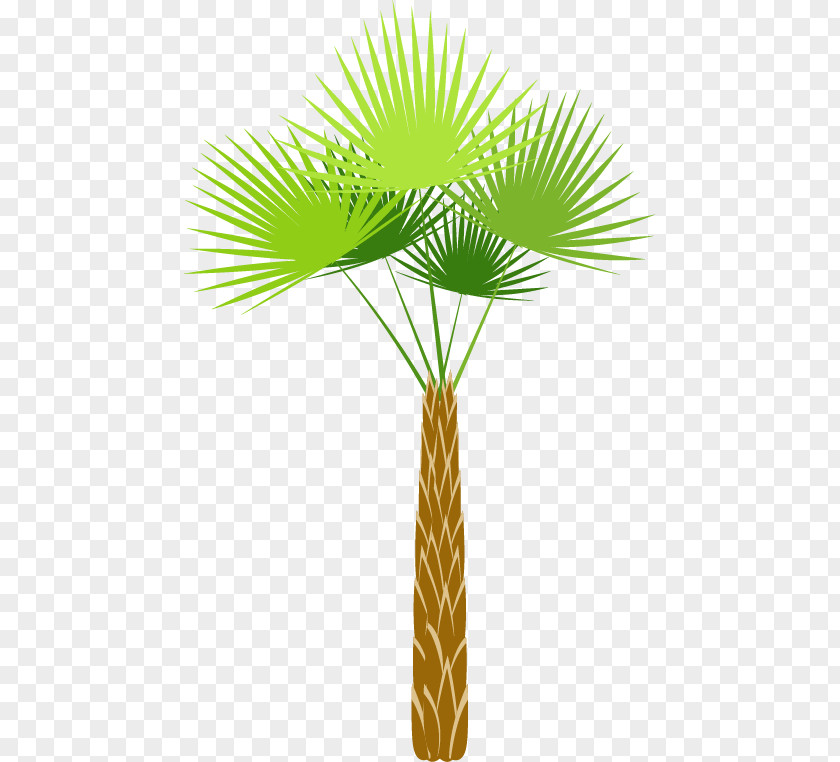 Great Cartoon Fresh Coconut Tree Shrub PNG