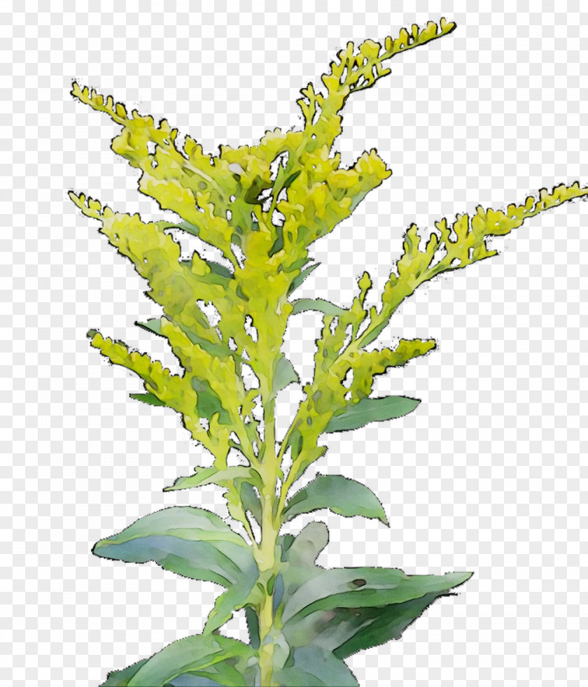 Mexican Tea Annual Plant Herbalism Basil Leaf PNG