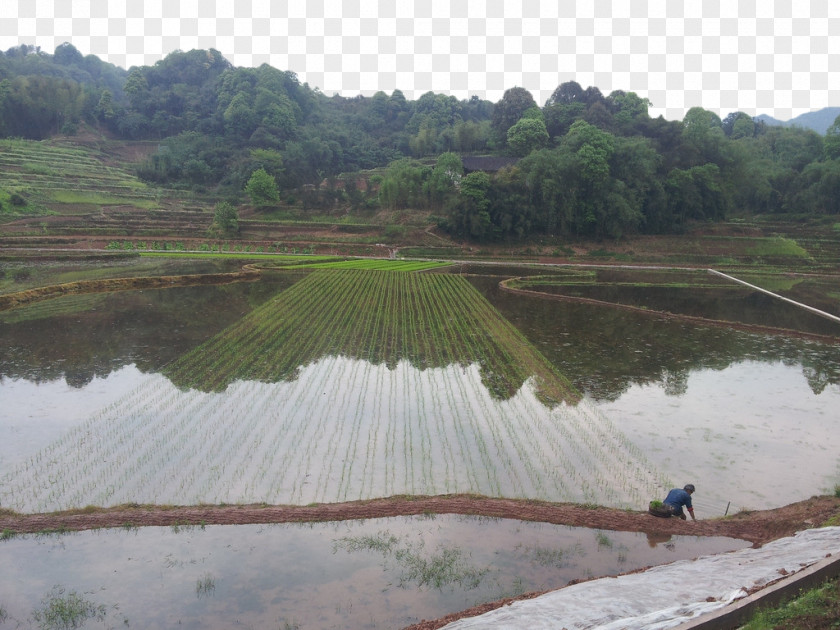 Paddy Field Transplanting Arable Land Oryza Sativa PNG