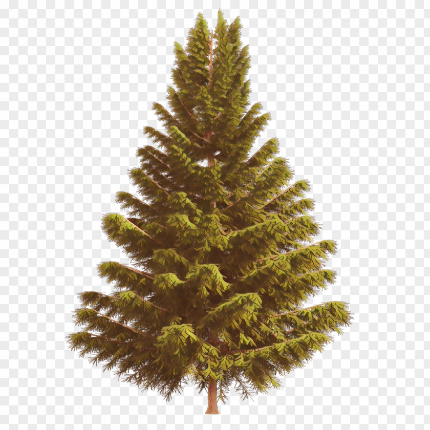 Shortleaf Black Spruce Columbian Balsam Fir Sugar Pine Tree PNG