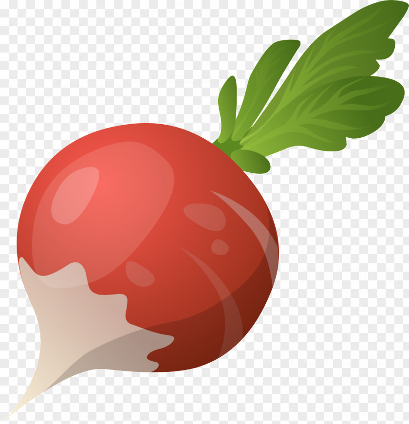 Vegetable Daikon Beetroot Clip Art PNG