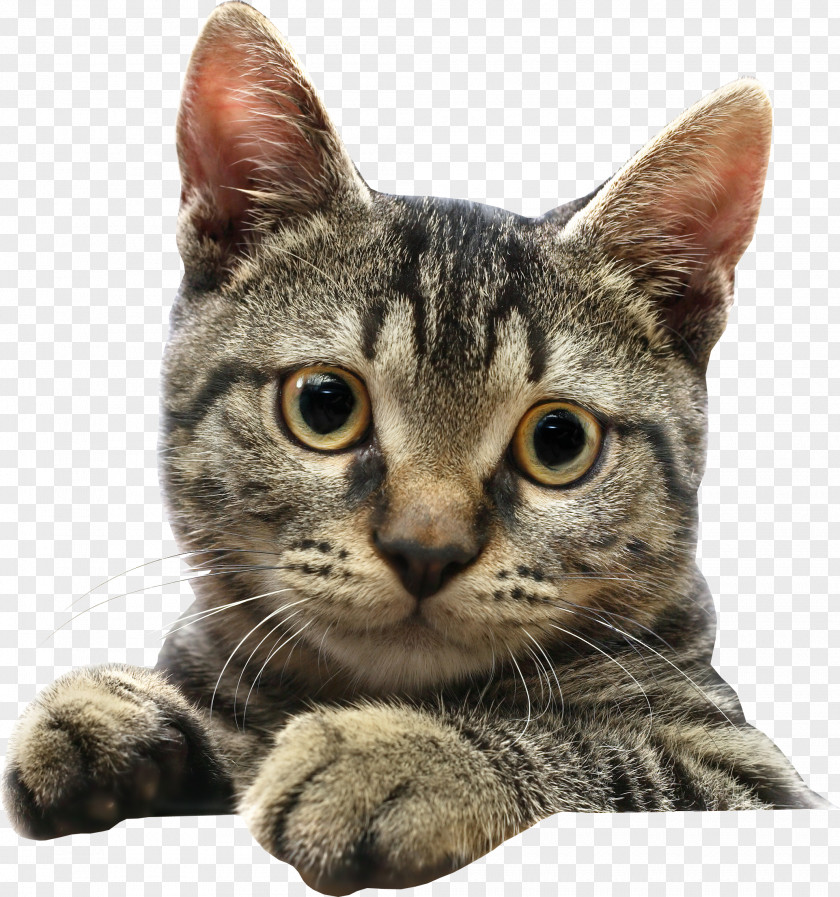 Cats PNG clipart PNG