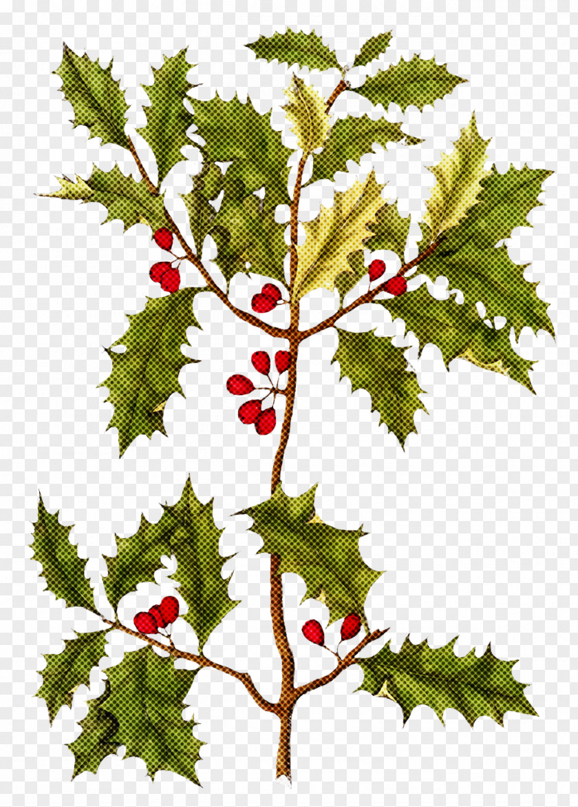 Christmas Holly Ilex PNG