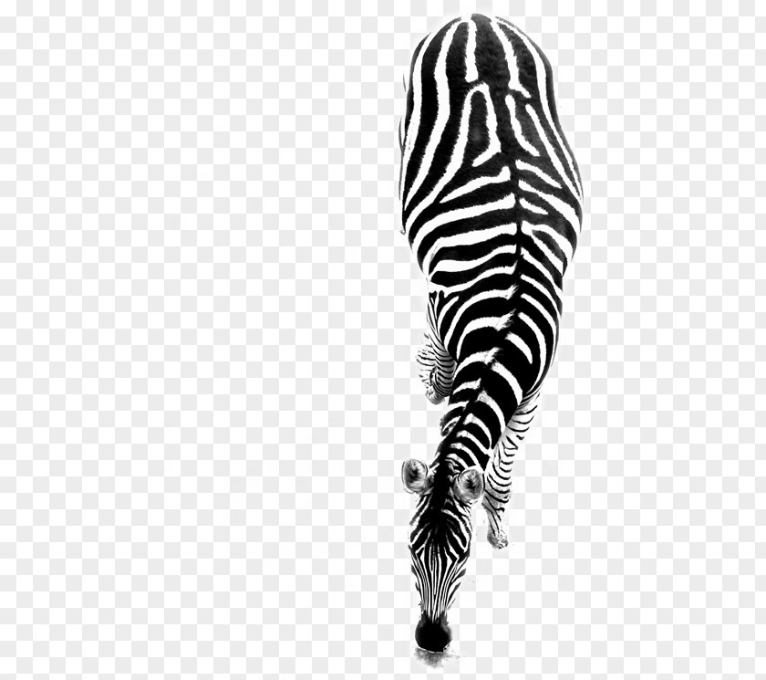 Grazing Zebra T-shirt Raccoon Black And White Photography PNG