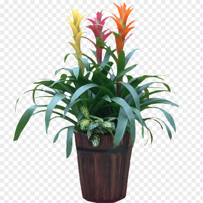 Plant Houseplant Cut Flowers Leaf PNG