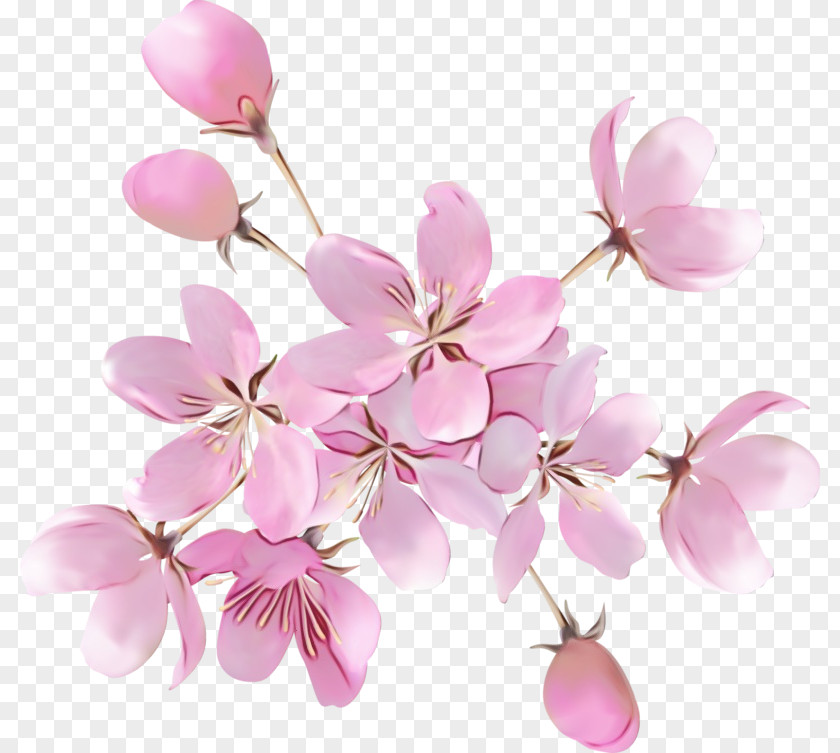Branch Lilac Cherry Blossom PNG