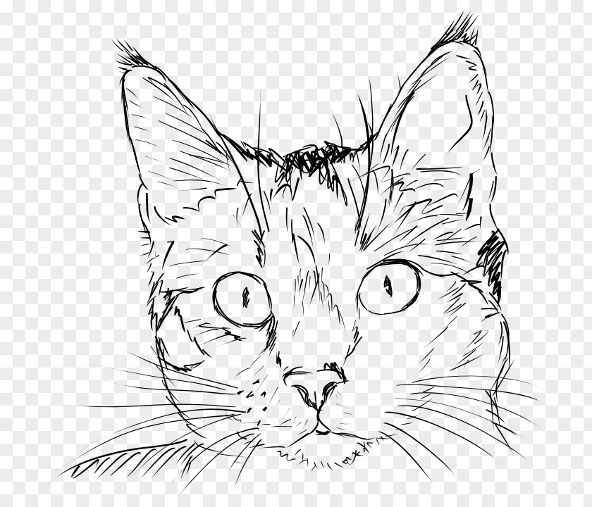 Cat Draw Cats Tiger Drawing Clip Art PNG