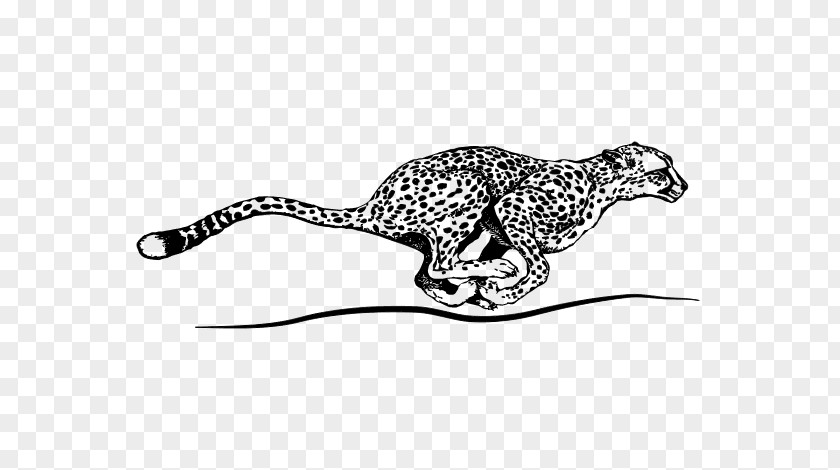 Cheetah Run Cougar Jaguar Leopard Coloring Book PNG