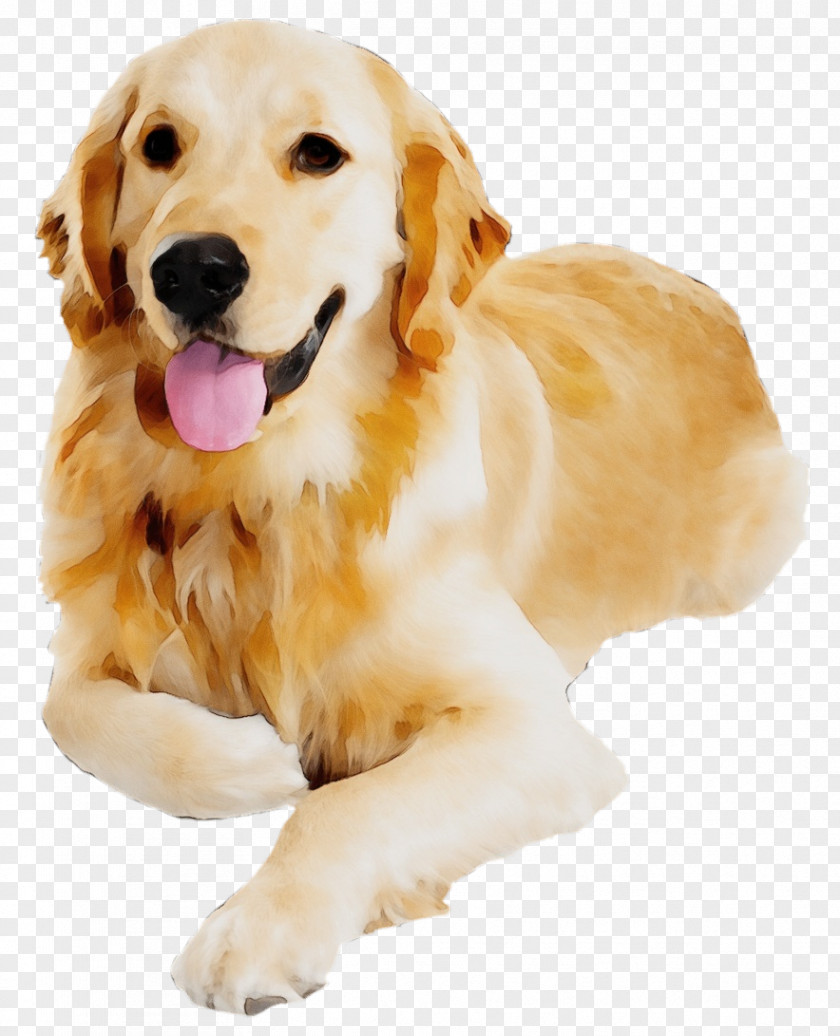 Labrador Retriever Companion Dog Breed Golden PNG