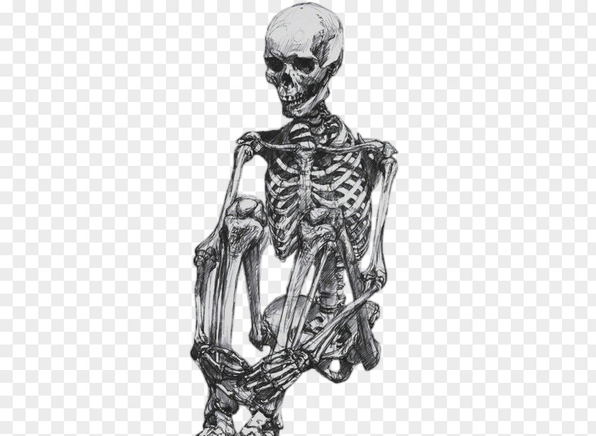 Skeleton Human Drawing Body Sketch PNG