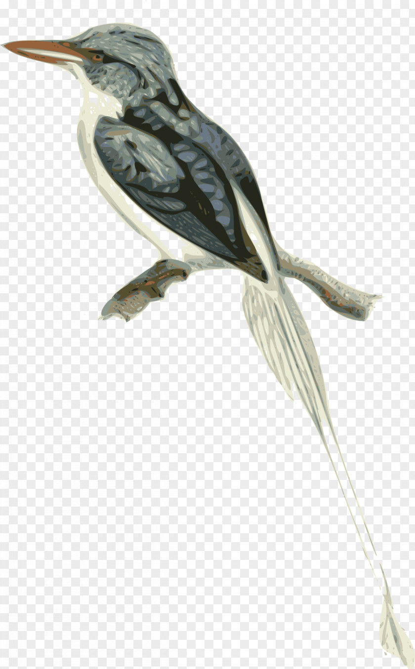 TWIG Biak Paradise Kingfisher Clip Art PNG