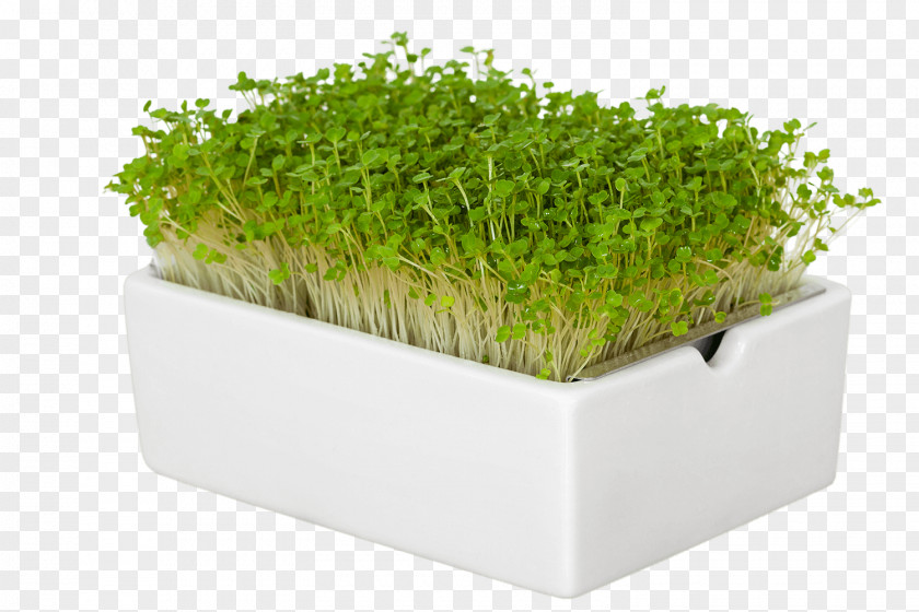 Microgreens Arugula Mustards Germany Garden Cress Smoothie PNG