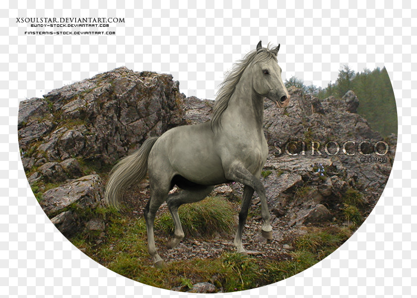 Mustang Mane Stallion Mare Pony PNG