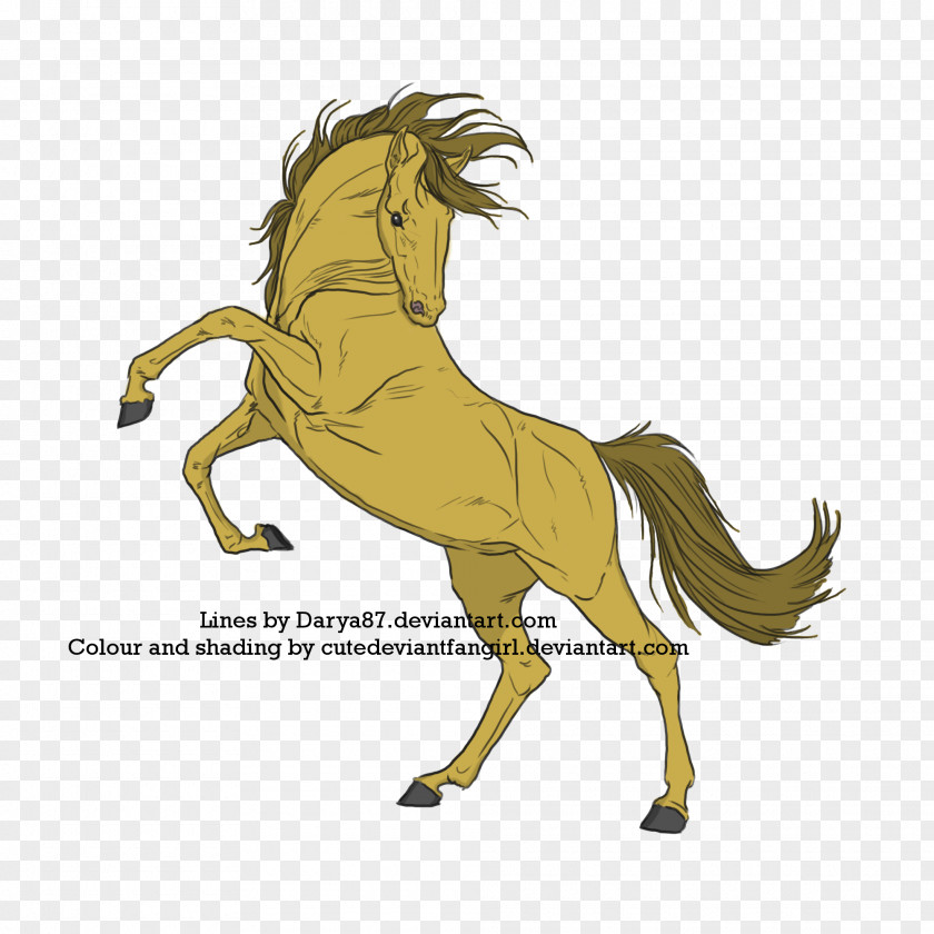 Mustang Pony Foal Stallion Mane PNG