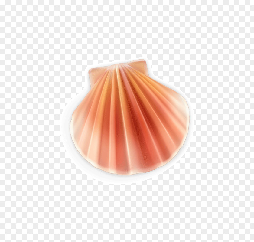 Shell Cute Euclidean Vector Seashell Pearl PNG
