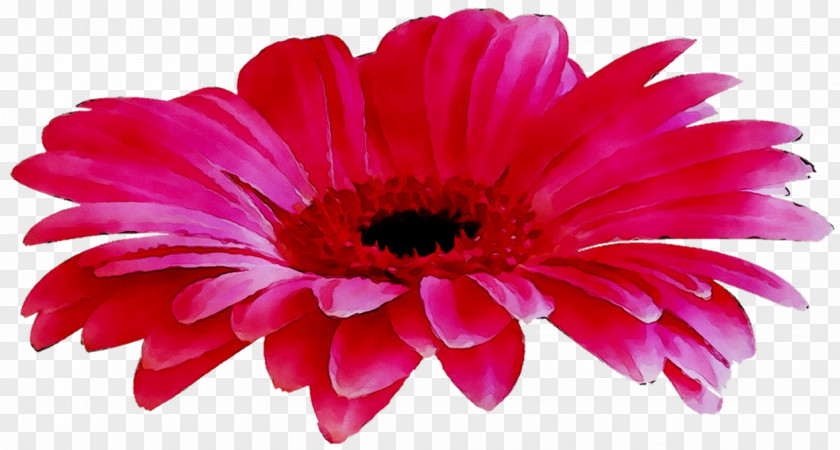 Transvaal Daisy Photograph Blog Image Flower PNG