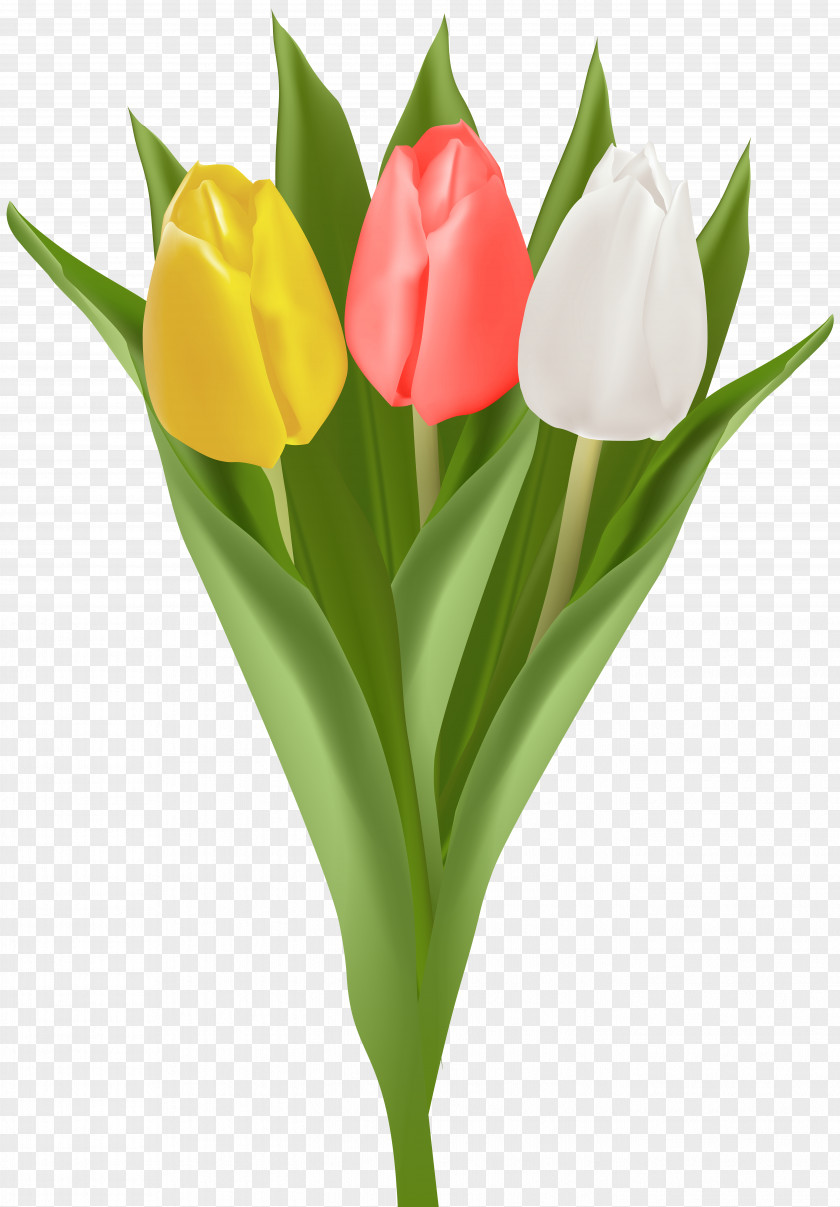 Tulip Flower Bouquet Cut Flowers Petal Clip Art PNG