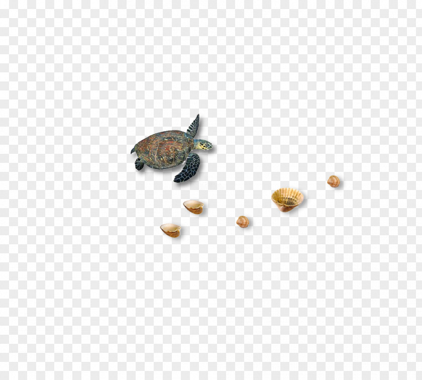 Turtle Beach Icon PNG