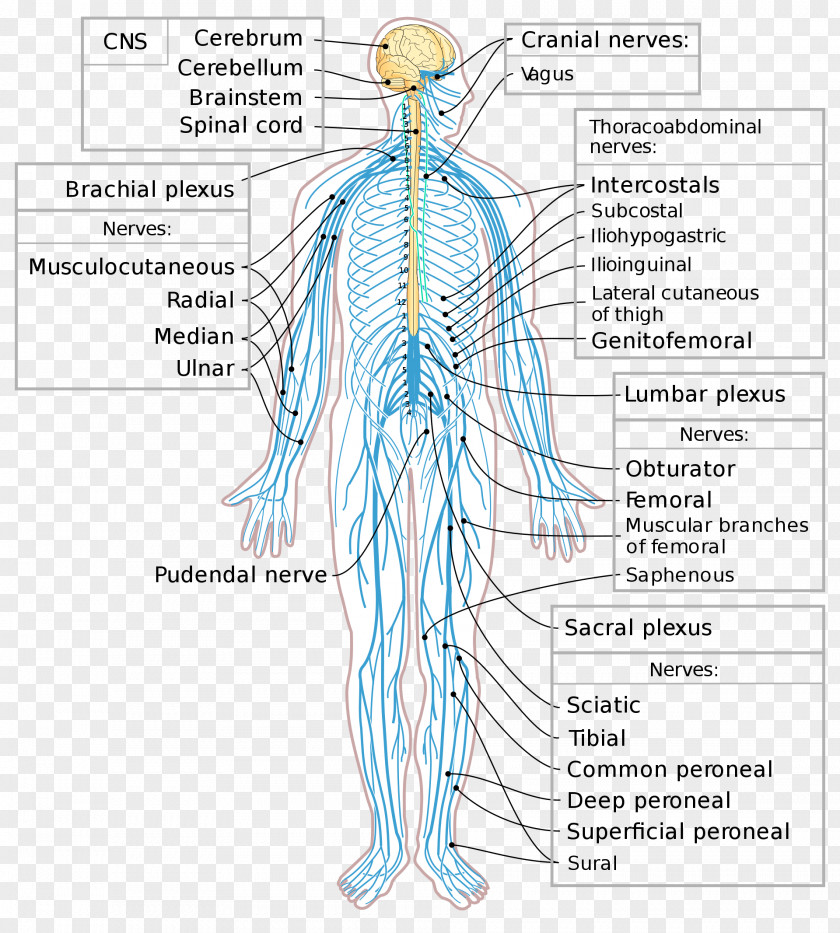 Brain Peripheral Nervous System Nerve Central Spinal Cord PNG