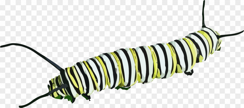 Caterpillar The Very Hungry Clip Art PNG