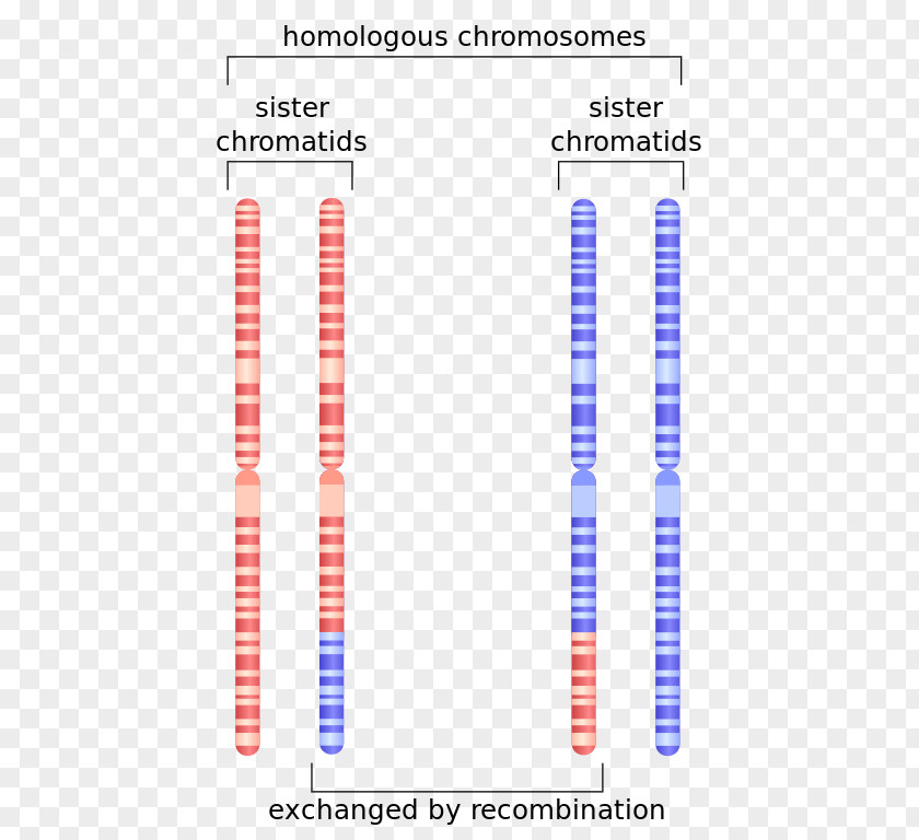 Chromosome Sister Chromatids Homologous Genetic Recombination PNG