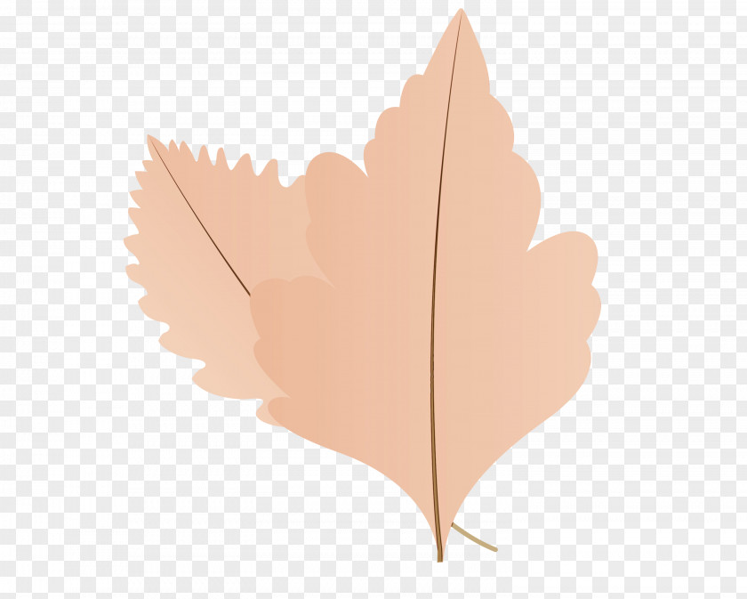 Maple Leaf PNG